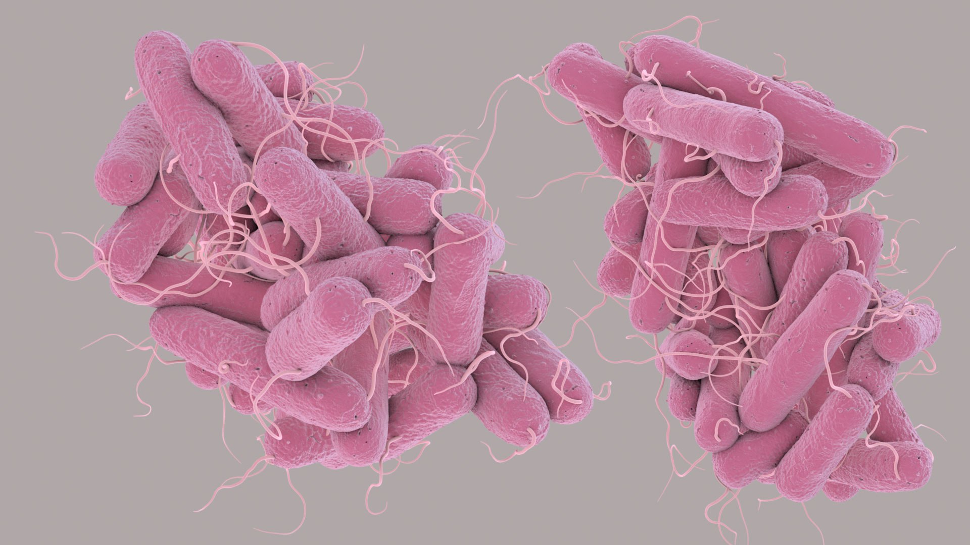 3D Escherichia Coli bacteria https://p.turbosquid.com/ts-thumb/1N/0VT5u3/47/ecoli_im_03/jpg/1782421024/1920x1080/fit_q87/e46cac9e83bf35c20d99ff0ab1d118937d94df79/ecoli_im_03.jpg