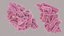 Escherichia Coli bacteria