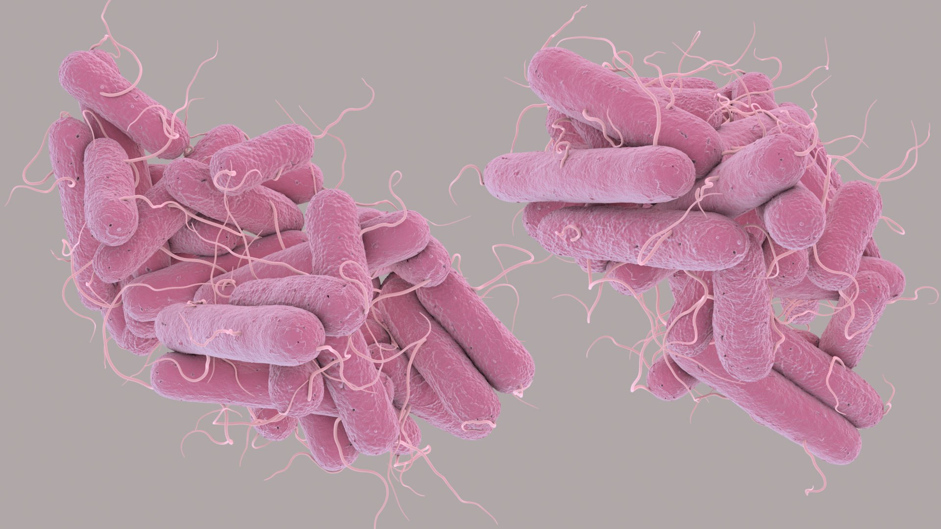 3D Escherichia Coli bacteria https://p.turbosquid.com/ts-thumb/1N/0VT5u3/Mc/ecoli_im_06/jpg/1782421025/1920x1080/fit_q87/c5f6e73611e34cbf4ad7200aa559e781a2f6e05c/ecoli_im_06.jpg