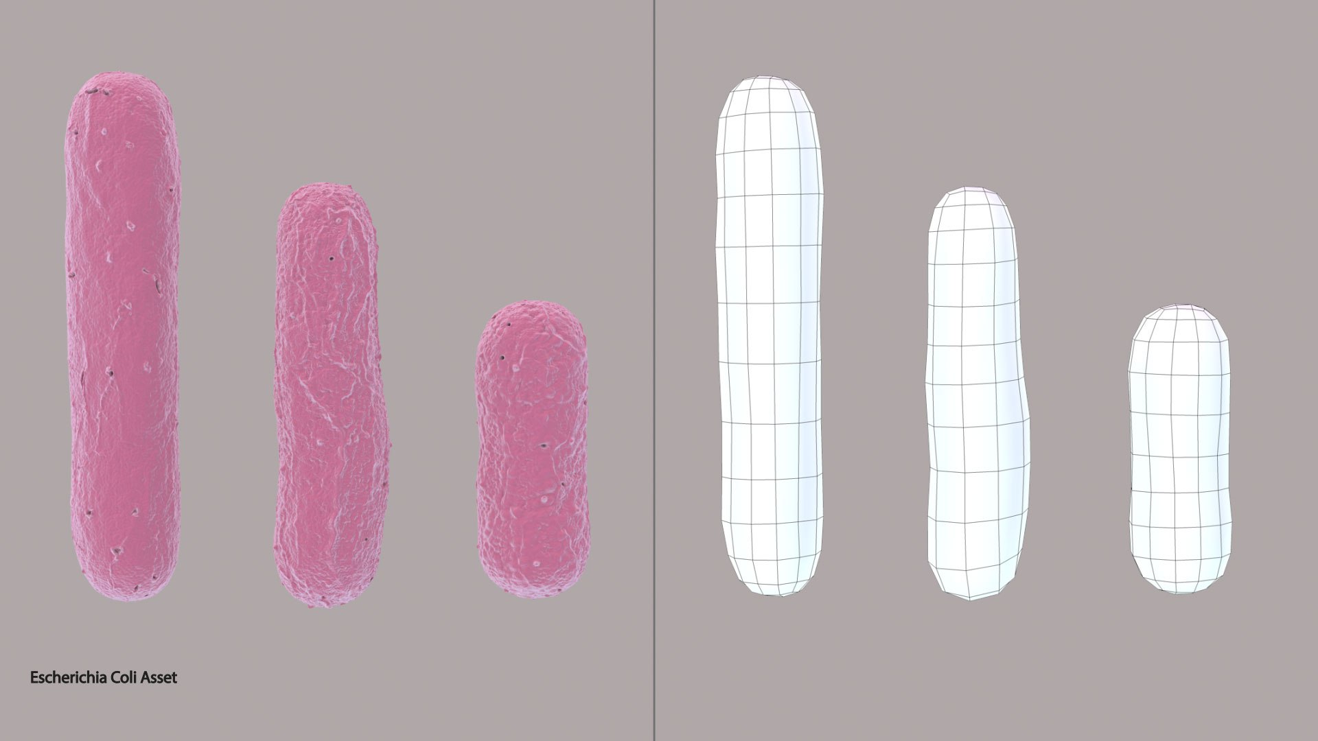 3D Escherichia Coli bacteria https://p.turbosquid.com/ts-thumb/1N/0VT5u3/OZ/ecoli_separete/jpg/1782735359/1920x1080/fit_q87/4ef7c787b9180a3a32e833a447b7ece726ac2b5d/ecoli_separete.jpg