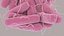 Escherichia Coli bacteria