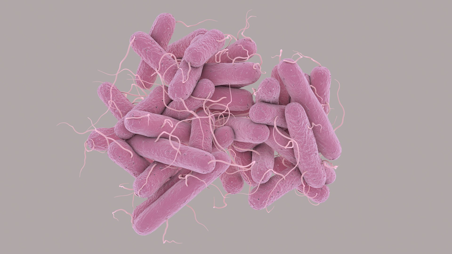 3D Escherichia Coli bacteria https://p.turbosquid.com/ts-thumb/1N/0VT5u3/ZY/ecoli_im_07/jpg/1782421026/1920x1080/fit_q87/6b10ea376ad2c04cd45e32dca4b9afd6e2f3cb48/ecoli_im_07.jpg