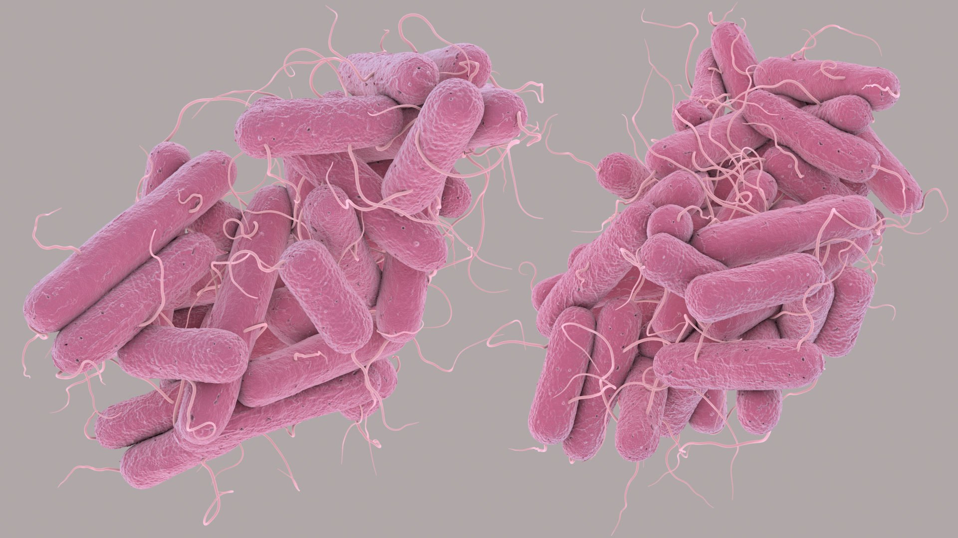 3D Escherichia Coli bacteria https://p.turbosquid.com/ts-thumb/1N/0VT5u3/bi/ecoli_im_05/jpg/1782421025/1920x1080/fit_q87/ccc9ffdcdba43bbb4b81dd0792924ad5246094e9/ecoli_im_05.jpg