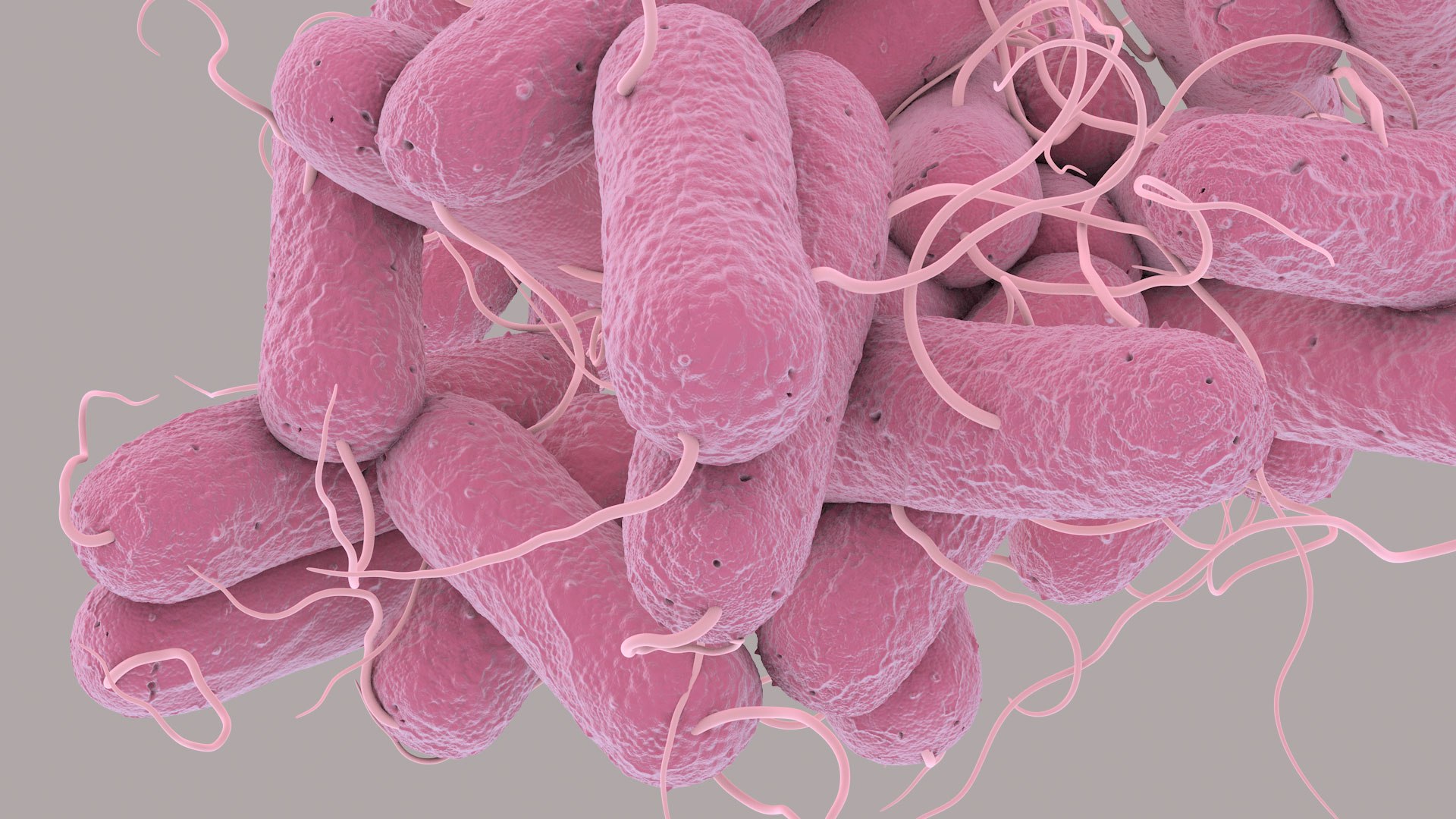 3D Escherichia Coli bacteria https://p.turbosquid.com/ts-thumb/1N/0VT5u3/iw/ecoli_im_09/jpg/1782421027/1920x1080/fit_q87/12dfc48dce9ac6ce333b906f7593032b01dd20fe/ecoli_im_09.jpg