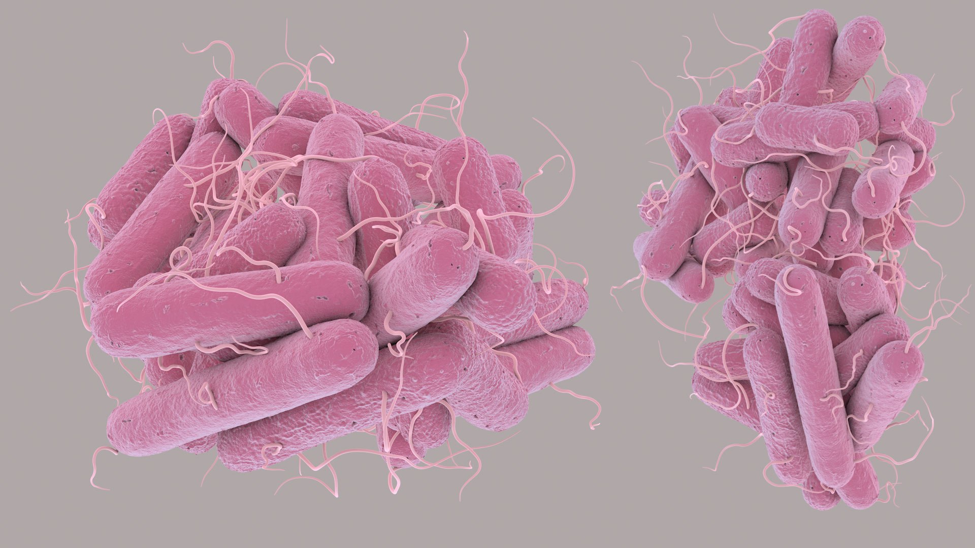 3D Escherichia Coli bacteria https://p.turbosquid.com/ts-thumb/1N/0VT5u3/qC/ecoli_im_04/jpg/1782421024/1920x1080/fit_q87/b030a4d92ee457c9ee3434b3bb13e7f3b0fc69ce/ecoli_im_04.jpg