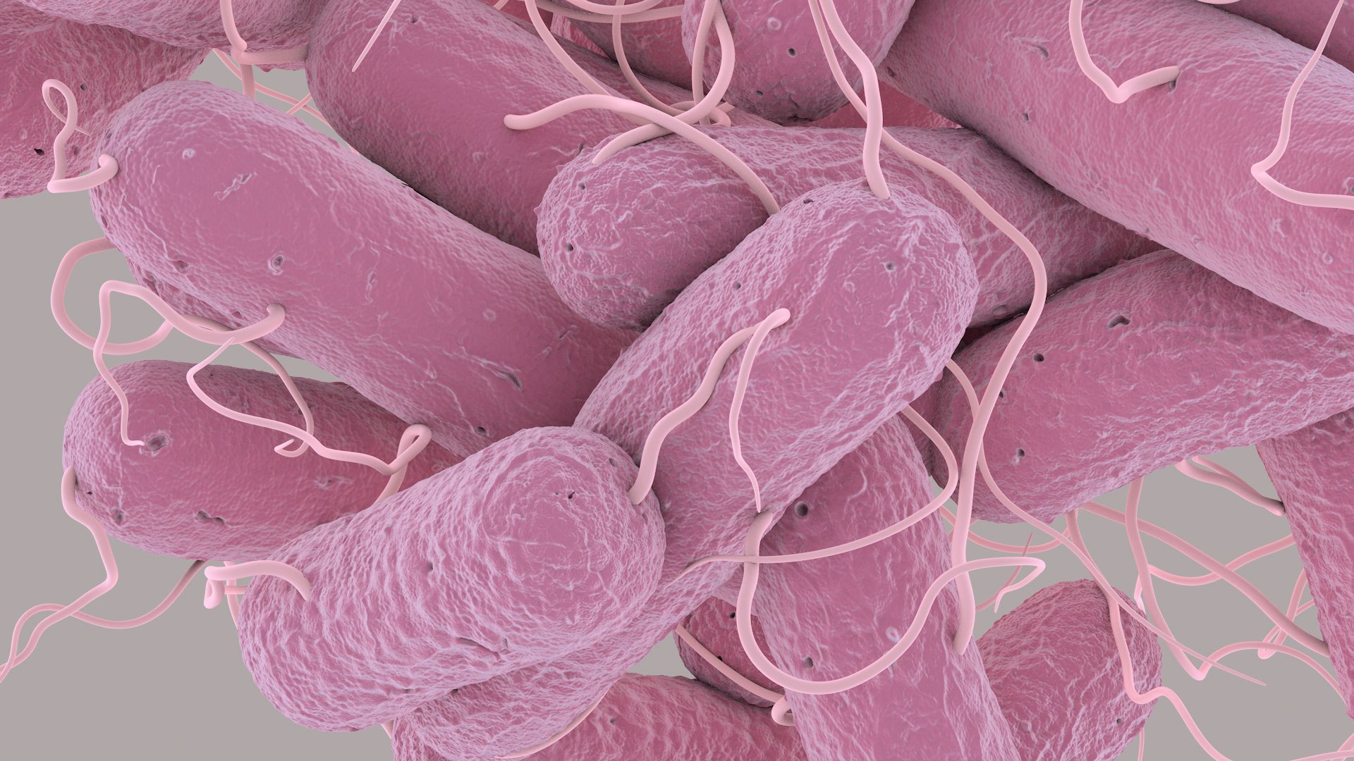 3D Escherichia Coli bacteria https://p.turbosquid.com/ts-thumb/1N/0VT5u3/qK/ecoli_im_13/jpg/1782421029/1920x1080/fit_q87/1036ed0eb736aa38989a305c4c1839d1cc7fa52e/ecoli_im_13.jpg