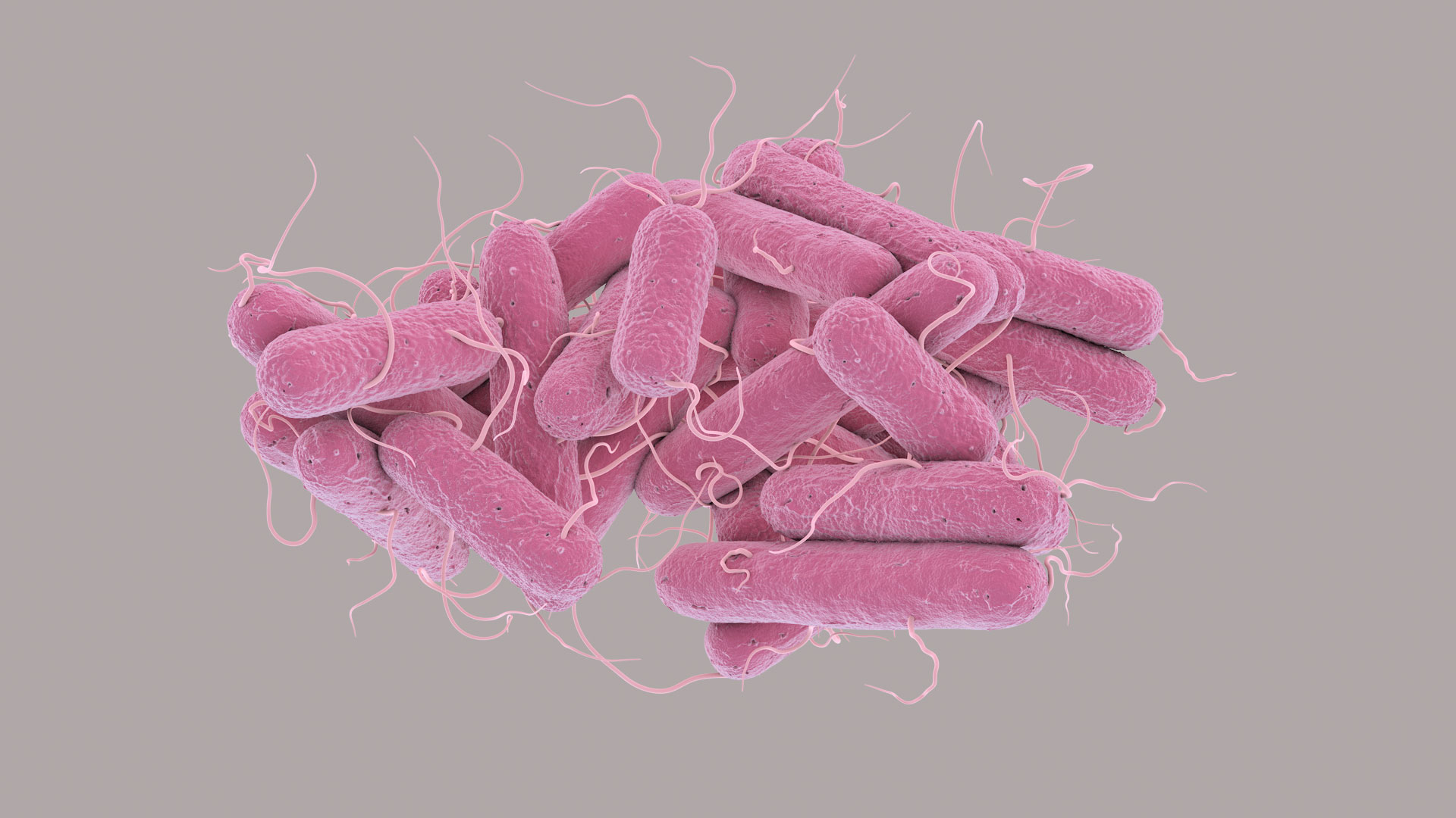 3D Escherichia Coli bacteria https://p.turbosquid.com/ts-thumb/1N/0VT5u3/qz/ecoli360/jpg/1782418164/1920x1080/turn_fit_q99/6dc76ad799fe48cc45c110108807e558095da25c/ecoli360-1.jpg