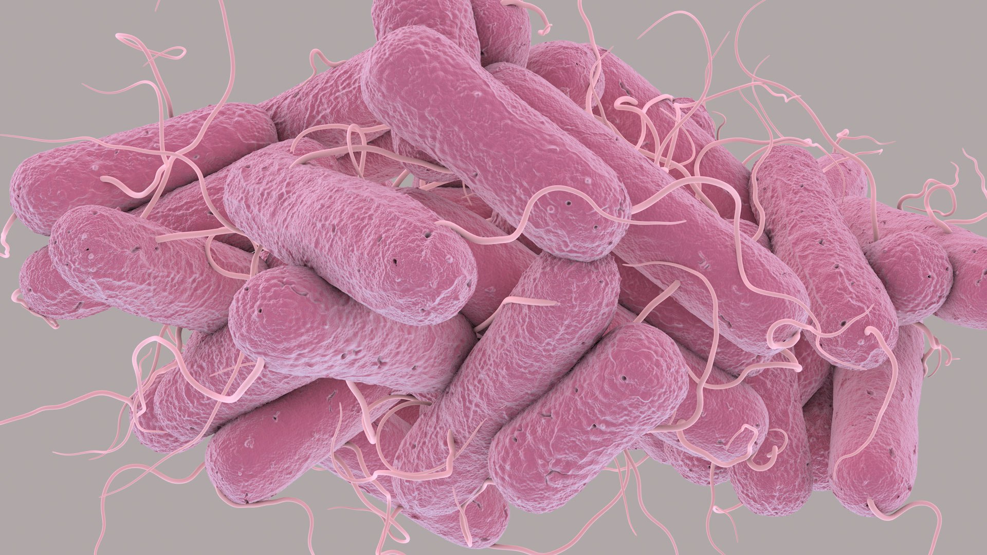 3D Escherichia Coli bacteria https://p.turbosquid.com/ts-thumb/1N/0VT5u3/yL/ecoli_im_08/jpg/1782421027/1920x1080/fit_q87/2fbaf58c2553b97bc8b5240bd7a7545ed1ff40ce/ecoli_im_08.jpg