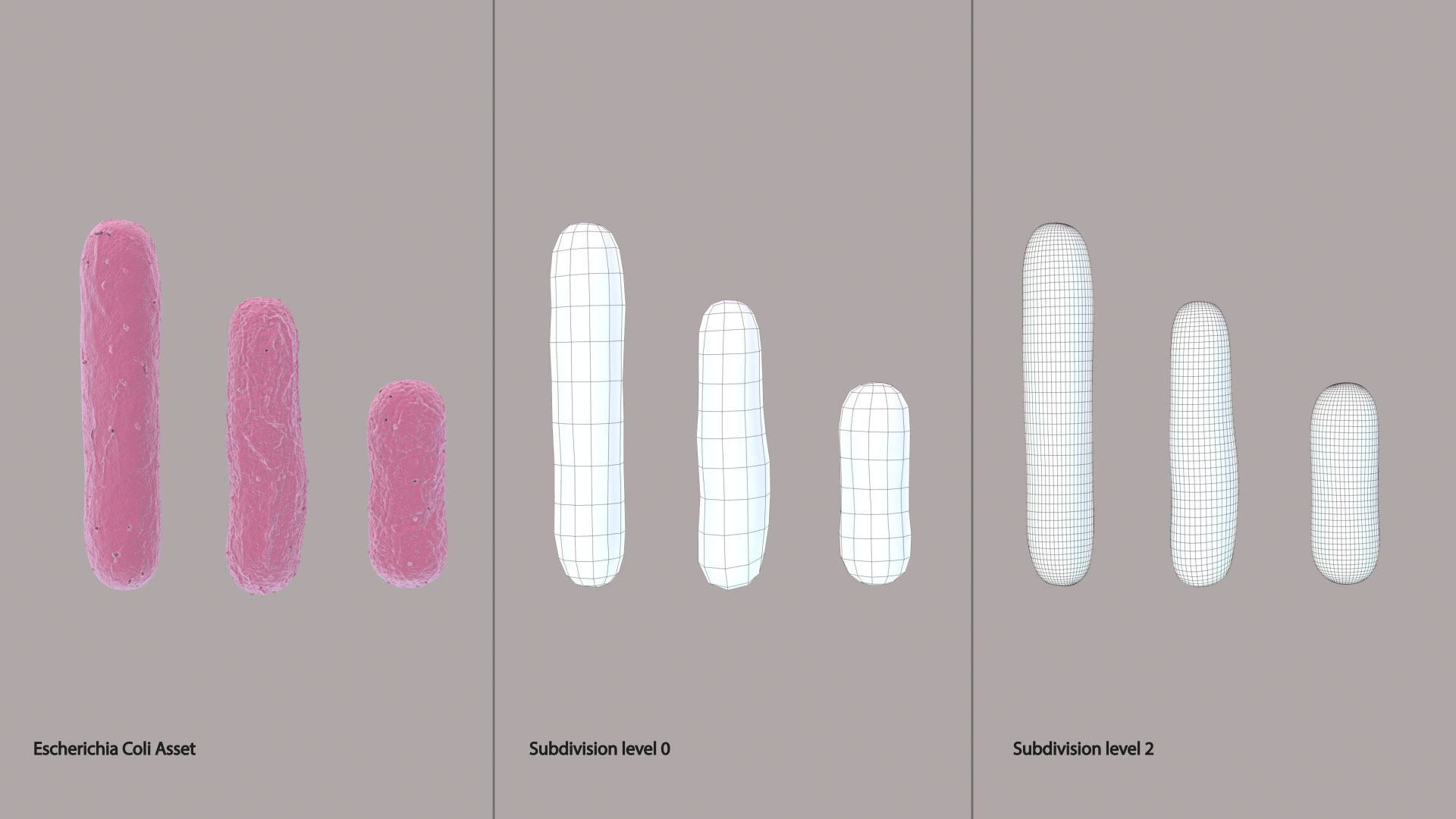 3D Escherichia Coli bacteria https://p.turbosquid.com/ts-thumb/1N/0VT5u3/ye/ecoli_separete360/jpg/1782735175/1920x1080/turn_fit_q99/69e2422964adacf0c160e097223a7098708d1f34/ecoli_separete360-1.jpg
