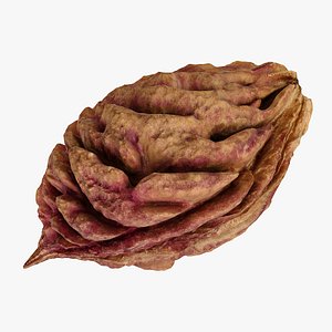 3D realistic peach pit