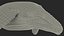Humpback Whale or Megaptera Novaeangliae model