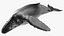 Humpback Whale or Megaptera Novaeangliae model