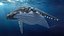 Humpback Whale or Megaptera Novaeangliae model