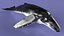Humpback Whale or Megaptera Novaeangliae model