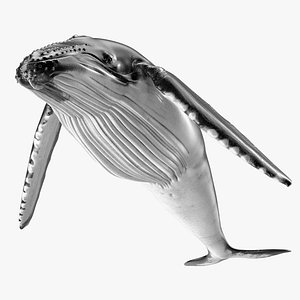 Humpback Whale or Megaptera Novaeangliae