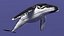 Humpback Whale or Megaptera Novaeangliae model