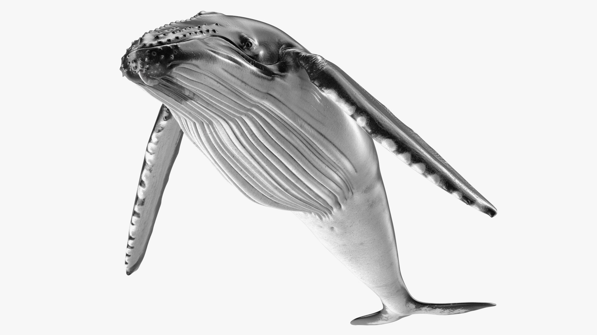 Humpback Whale or Megaptera Novaeangliae model https://p.turbosquid.com/ts-thumb/1N/3OGXjt/tX/humpbackwhaleormegapteranovaeangliaevray3dmodel001/jpg/1724300144/1920x1080/fit_q87/522b60fec7df3329266639a67a72fc9cbd6580a6/humpbackwhaleormegapteranovaeangliaevray3dmodel001.jpg