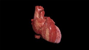 Human Heart
