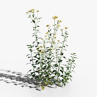 Jerusalem Artichoke Flower