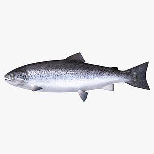atlantic salmon
