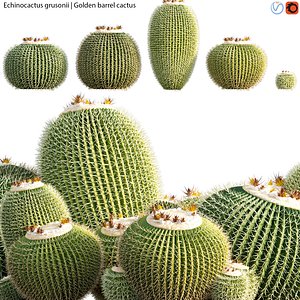 3D Echinocactus grusonii model