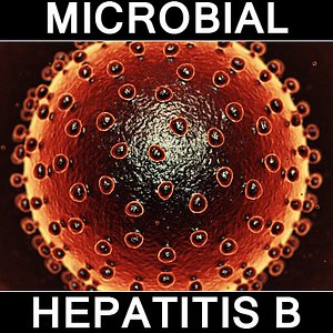 hepatitis b virus 3d model