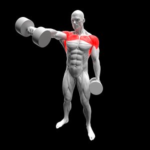 Dumbbell Front Raise 3D model