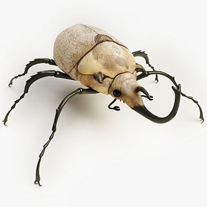 Elephant Beetle