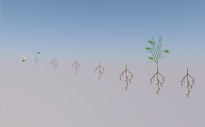 Animated Plant Growth