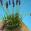 model of lavender bush