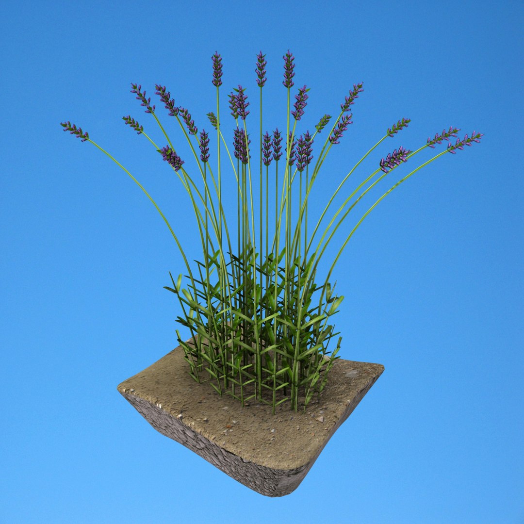 model of lavender bush https://p.turbosquid.com/ts-thumb/1O/ZwNb45/rd9w20pw/lavender02b/jpg/1396291334/1920x1080/fit_q87/b4703d788ea3b74efafc94ae46ac2e7c4fa17ad7/lavender02b.jpg
