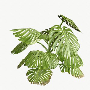 monstera type 1 3d 3ds
