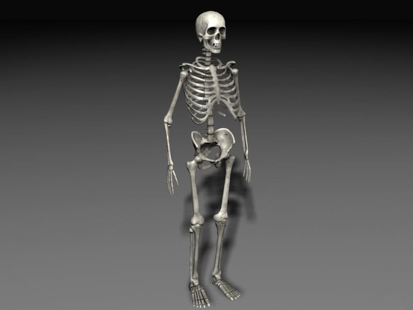 免费人体骨骼3D模型下载| TurboSquid