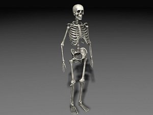 Human Skeleton 1