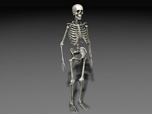 Human Skeleton 1