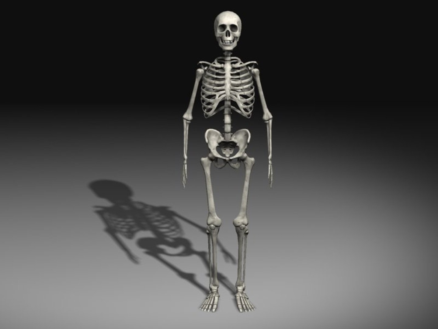 Human Skeleton 3d Model