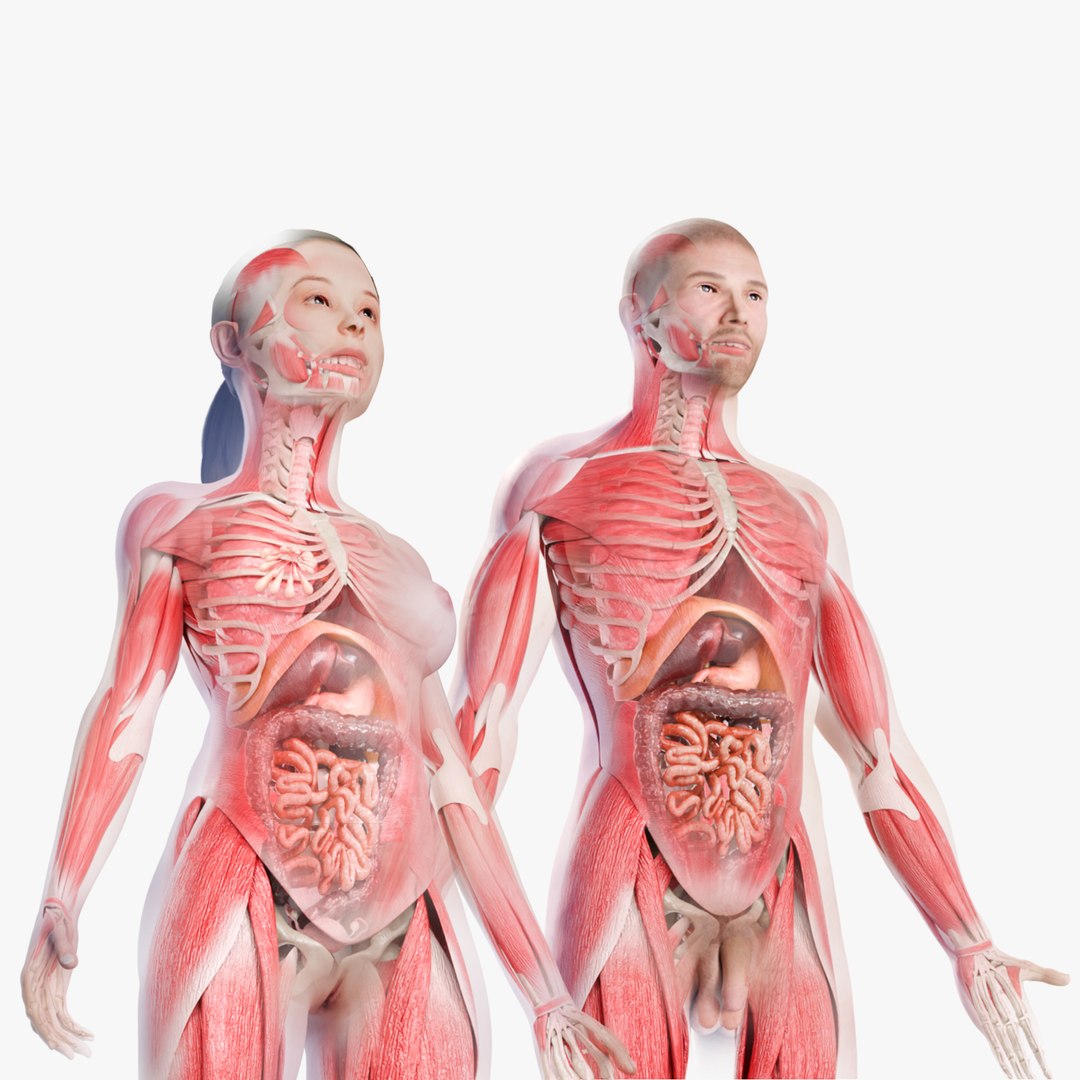 3D Full Male And Female Human Anatomy 3D Model Realistic Anatomical ...