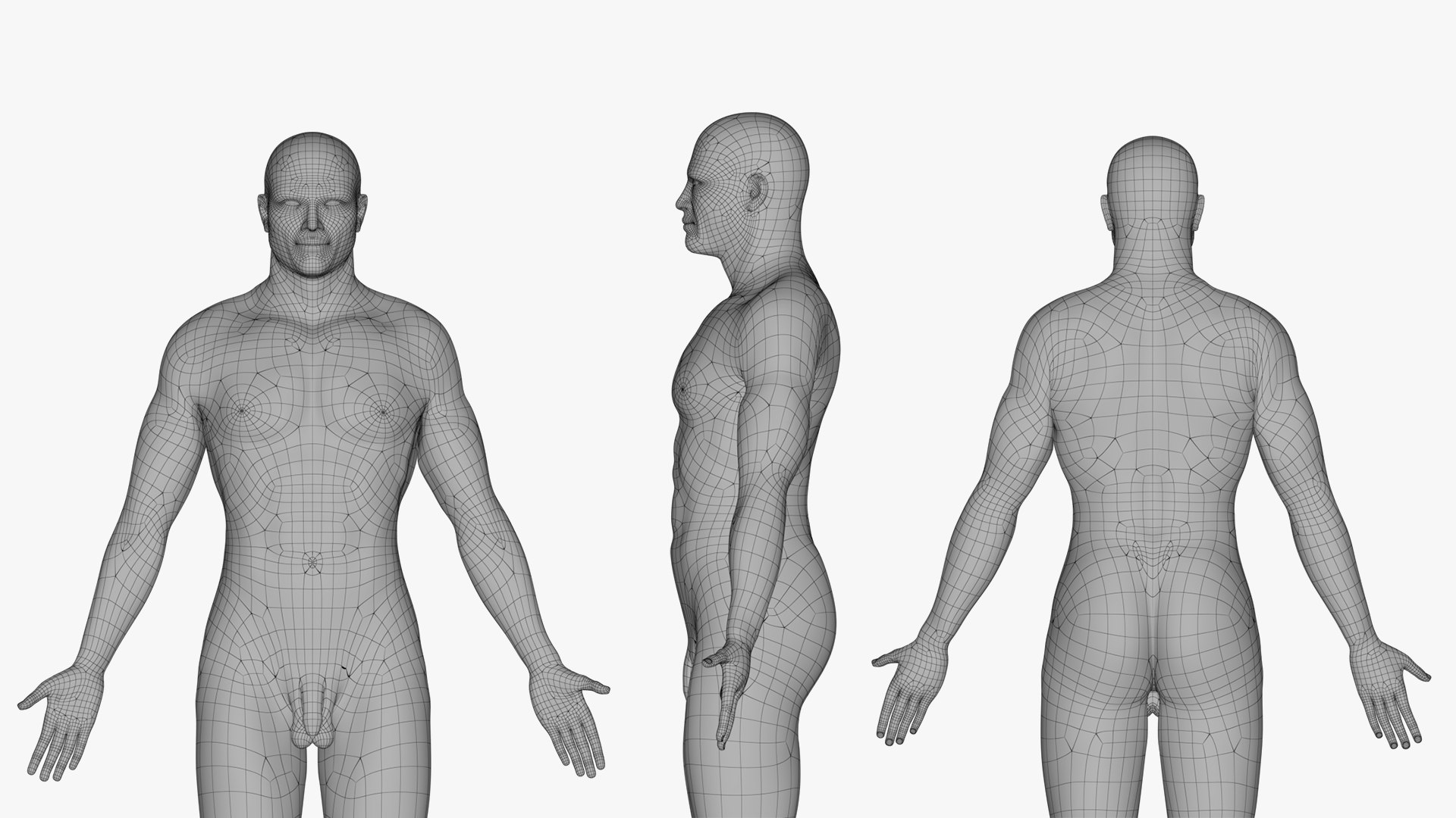 3D Full Male And Female Human Anatomy 3D Model Realistic Anatomical ...