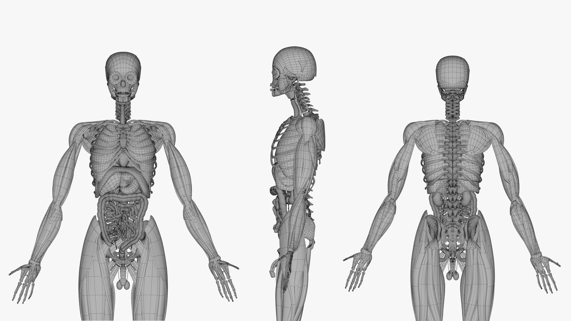 3D Full Male And Female Human Anatomy 3D Model Realistic Anatomical ...