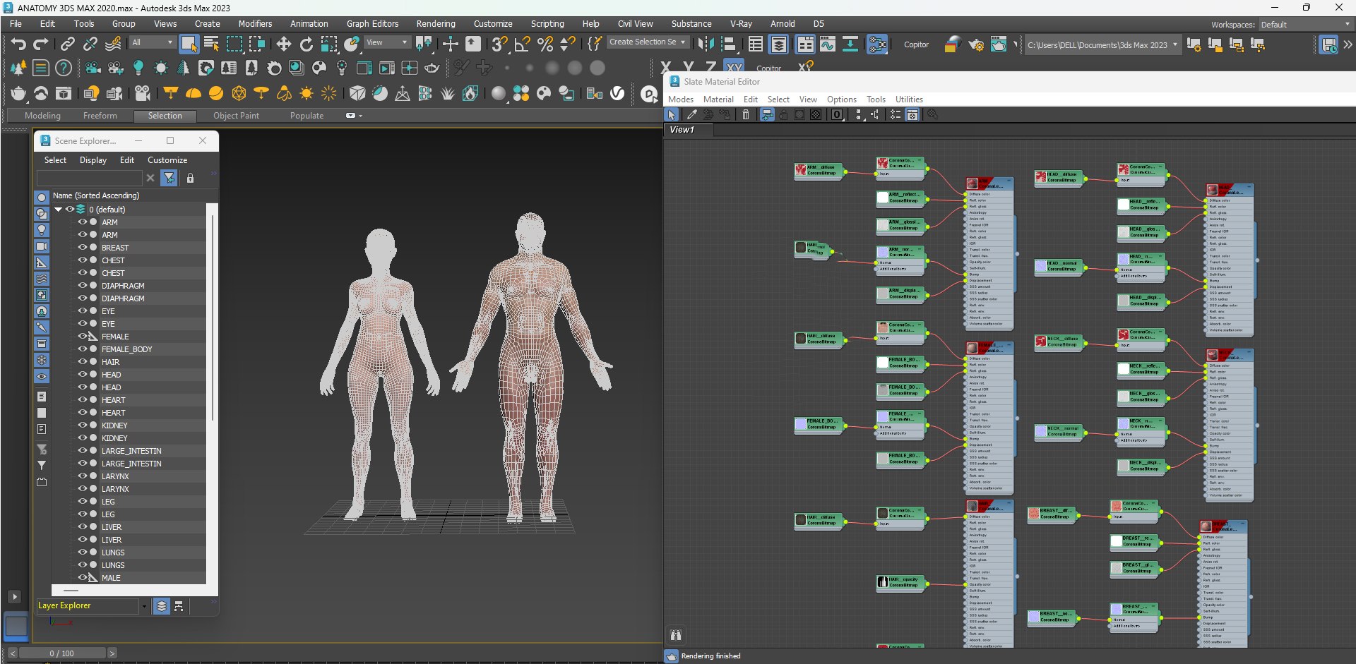 3D Full Male And Female Human Anatomy 3D Model Realistic Anatomical ...