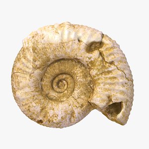 Ammonite Fossil