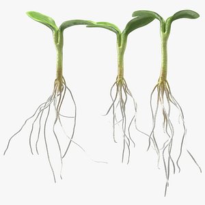 3D sprout roots set model
