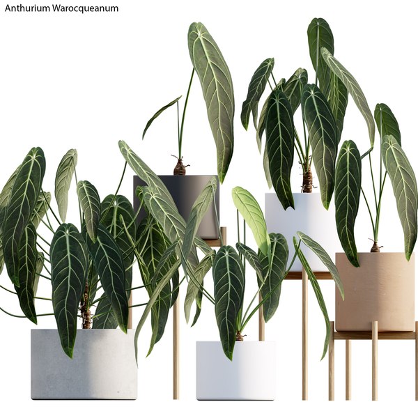 money plant picture Money Plant Golden (Small) in Golden Metal Pot  Greenkin