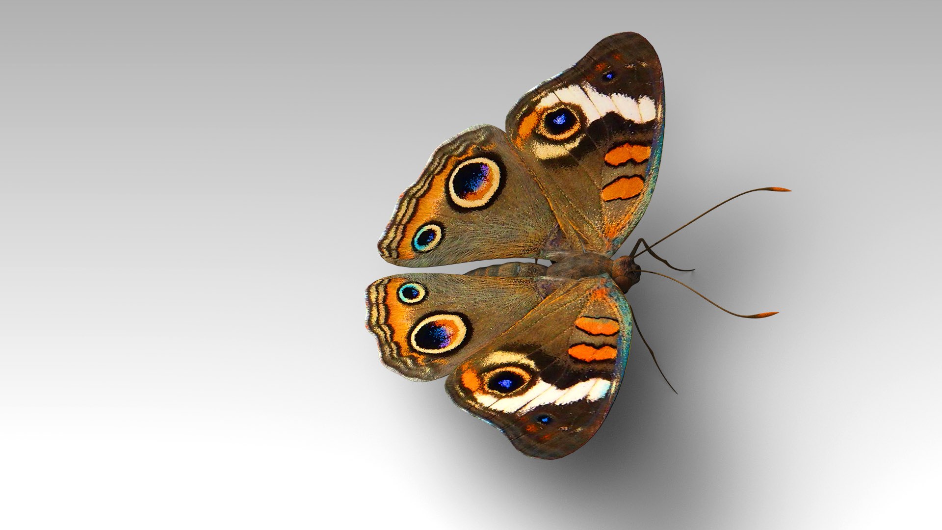 3D Butterfly Bugs Insect - TurboSquid 1680383