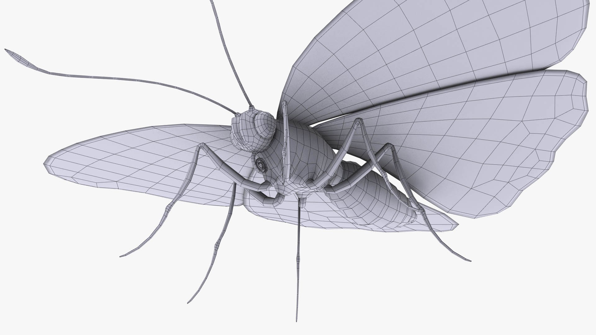3D Butterfly Bugs Insect - TurboSquid 1680383