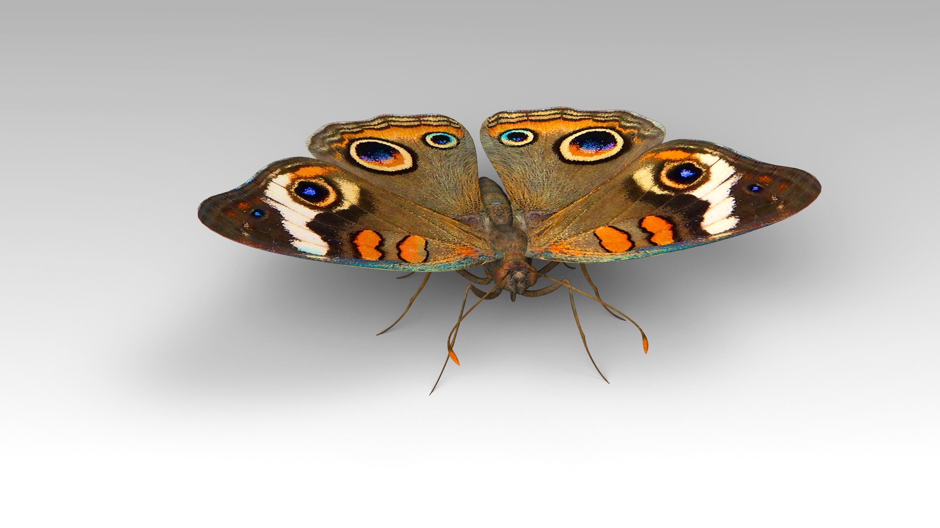 3D Butterfly Bugs Insect - TurboSquid 1680383