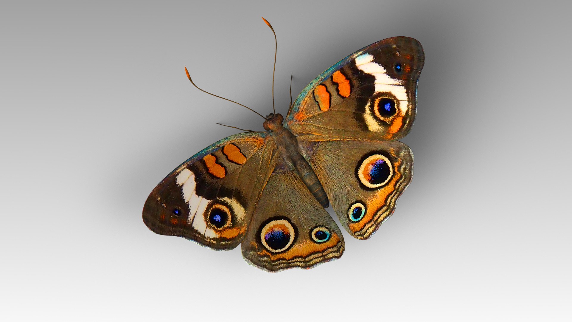 3D Butterfly Bugs Insect - TurboSquid 1680383