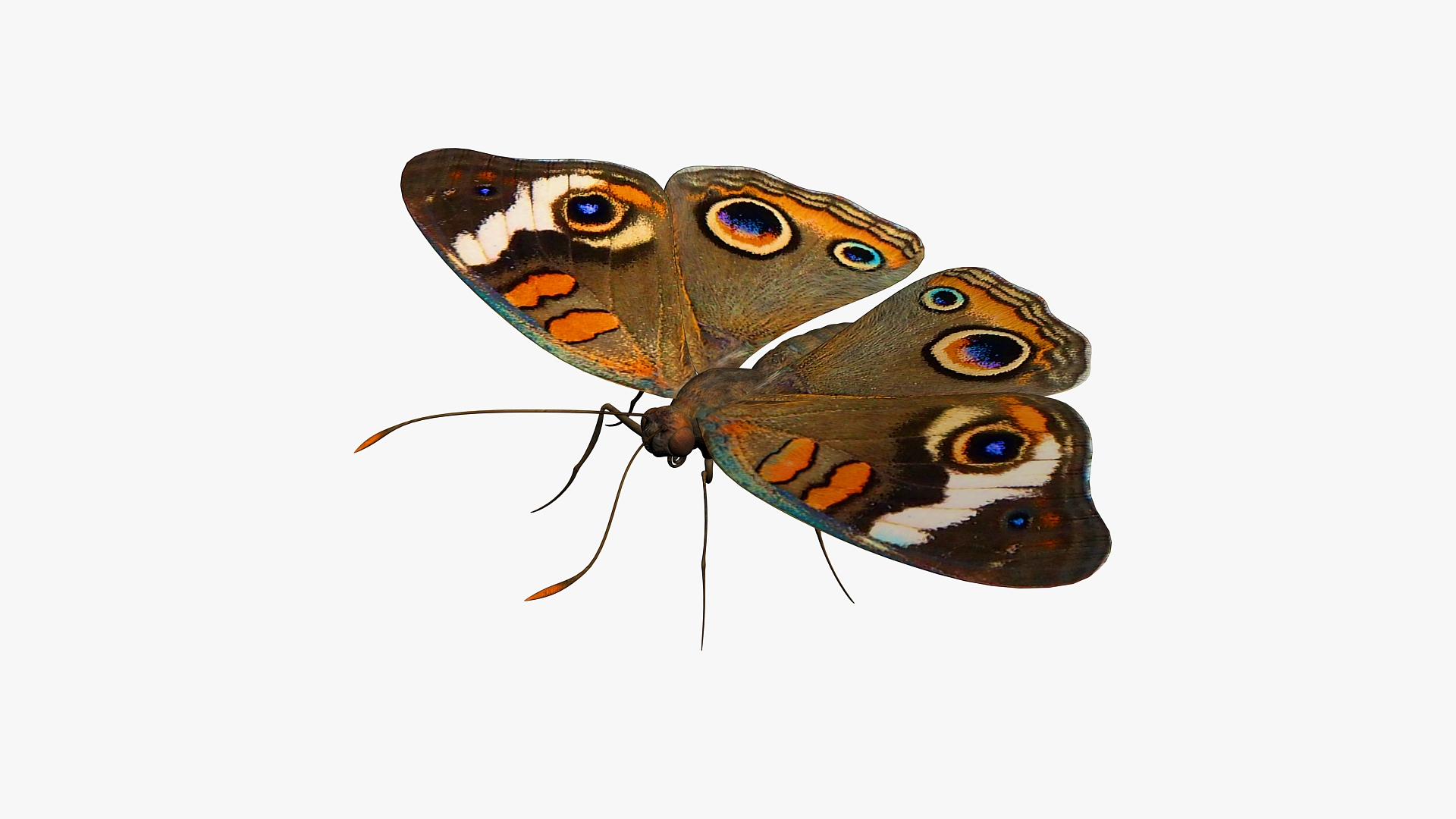 3D Butterfly Bugs Insect - TurboSquid 1680383