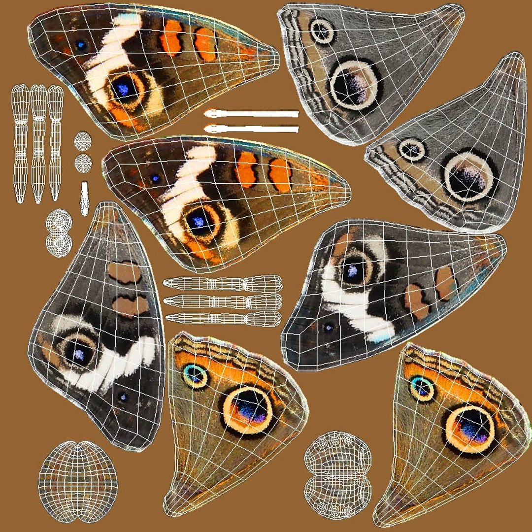 3D Butterfly Bugs Insect - TurboSquid 1680383