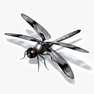 3D Eight Spotted Dragonfly